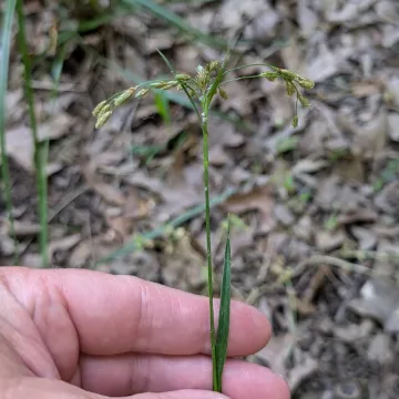 Pendulous bulrush