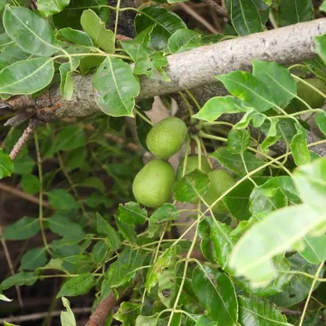 Marula