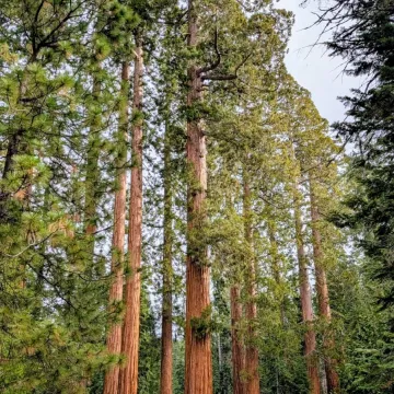 Giant sequoia