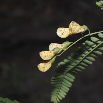 Sesbania cannabina