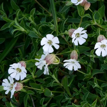 Sea campion