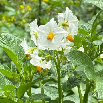 Картопля