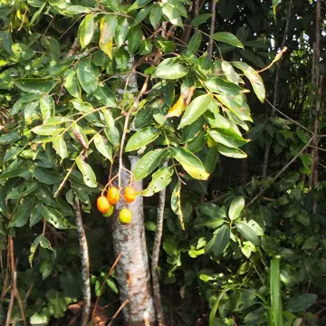 Hog plum
