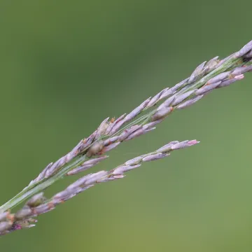 Smut grass
