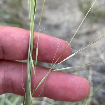 Needle-and-thread grass