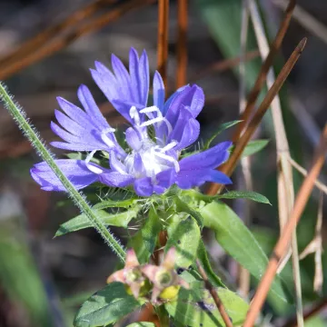 Stokes' Aster
