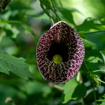 Calico flower