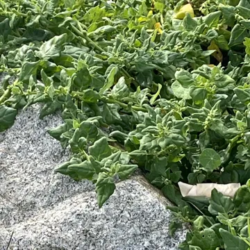New Zealand spinach
