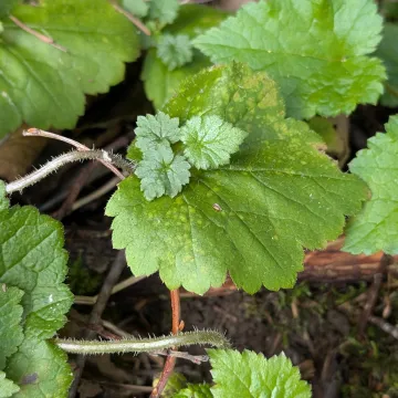 Tolmiea menziesii