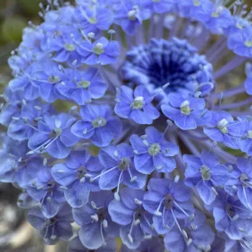 Blue lace flower