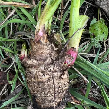 Peruvian parsnip