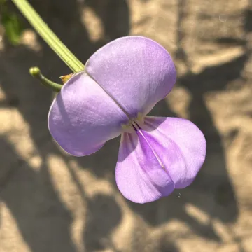 Cowpea
