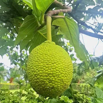 Хлібне дерево