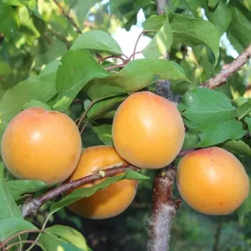 Авиатор