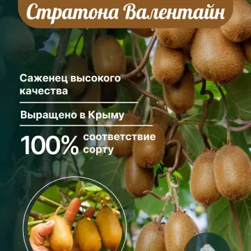 Карпат Стратона Валентайн