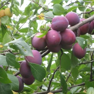 Фиолетовая десертная