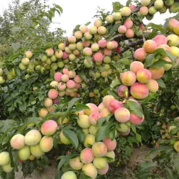 Июльская роза (Июньская роза, Комета ранняя)
