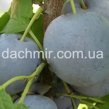 Киевская гибридна