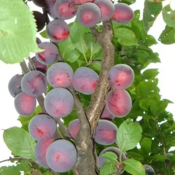 Колонновидная