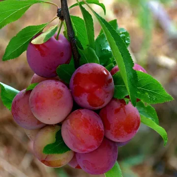 Кубанская комета