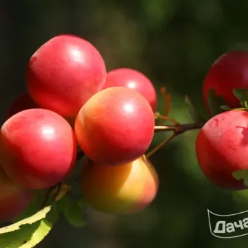 Пламенна