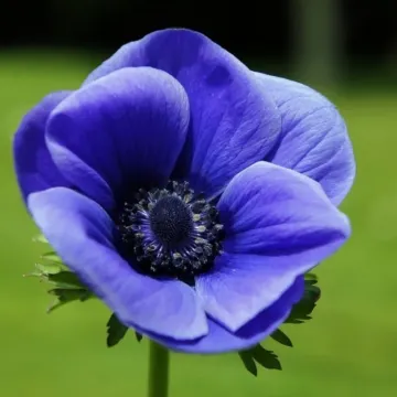 BLUE FLAME