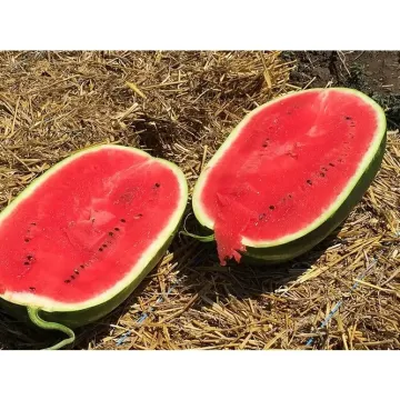 BRYXBERRY