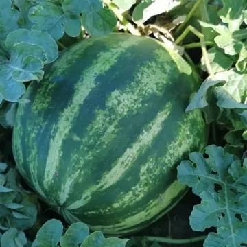 ДСВ НС 21