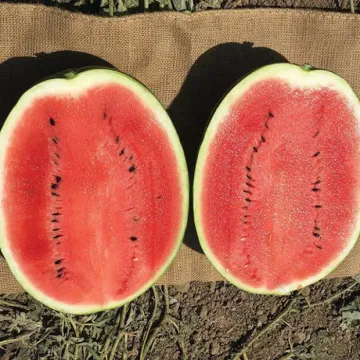 Эпика