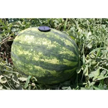 Фурия F1 (СRХ 10555 F1)
