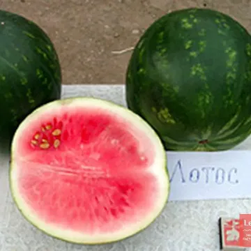 Лотос