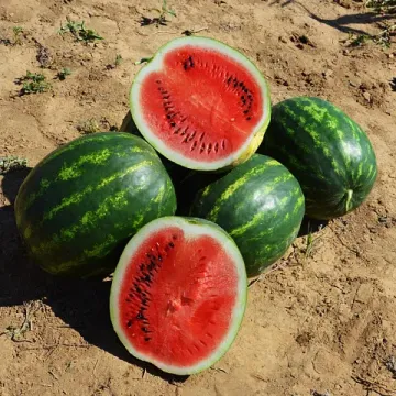 Маристо