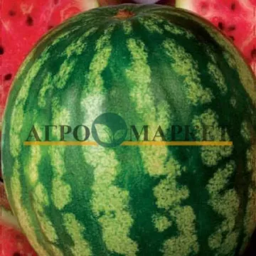 Медовый