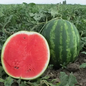 Мелитопольский 60
