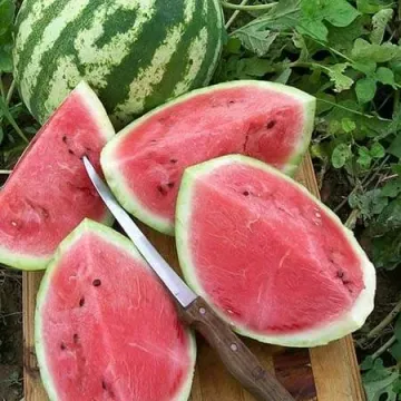 Королівський Кримсон Світ