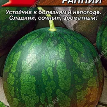 Терский Ранний