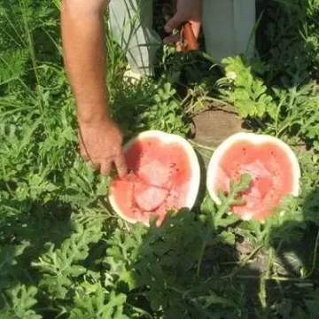 Викинг