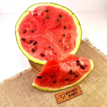 Kholodok