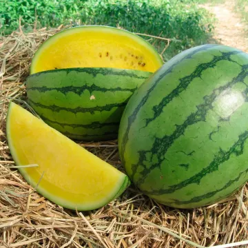 Елов ЛАВ