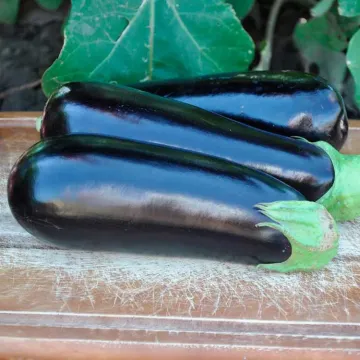 Адона F1