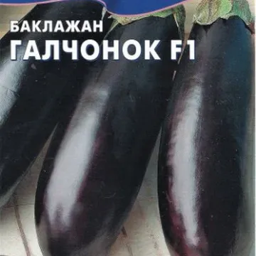 Галчонок
