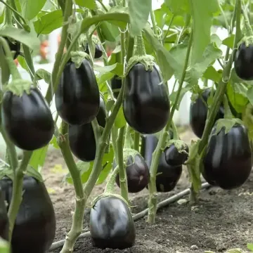 EMERALD HANGERS