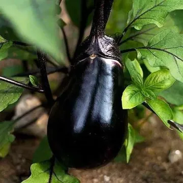 Кашалот