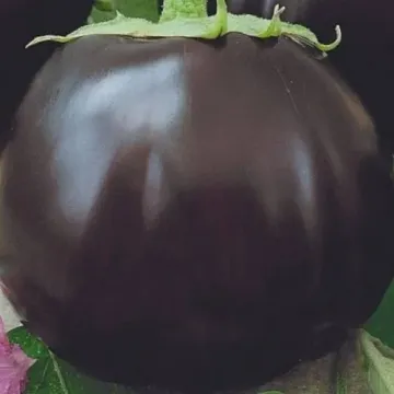 Лаура