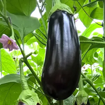 Лемми