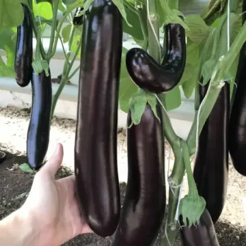 МЕЧ Самурая