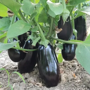 Октавия