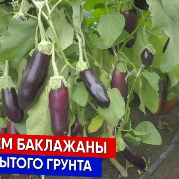 Влас
