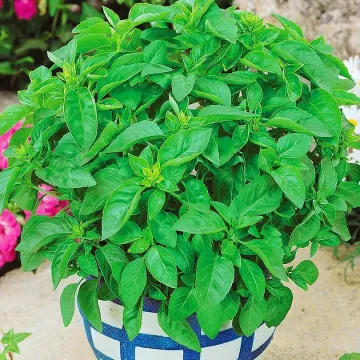 Лемона