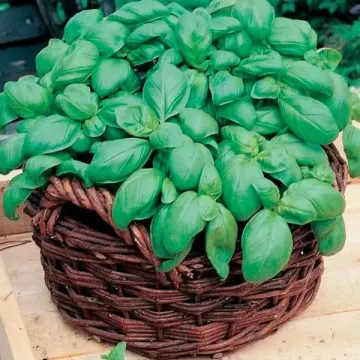 Маленький Проказник